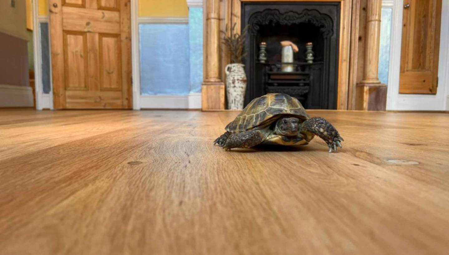 A polished oak floor in Wanstead, London, reflecting natural light after lacquering.