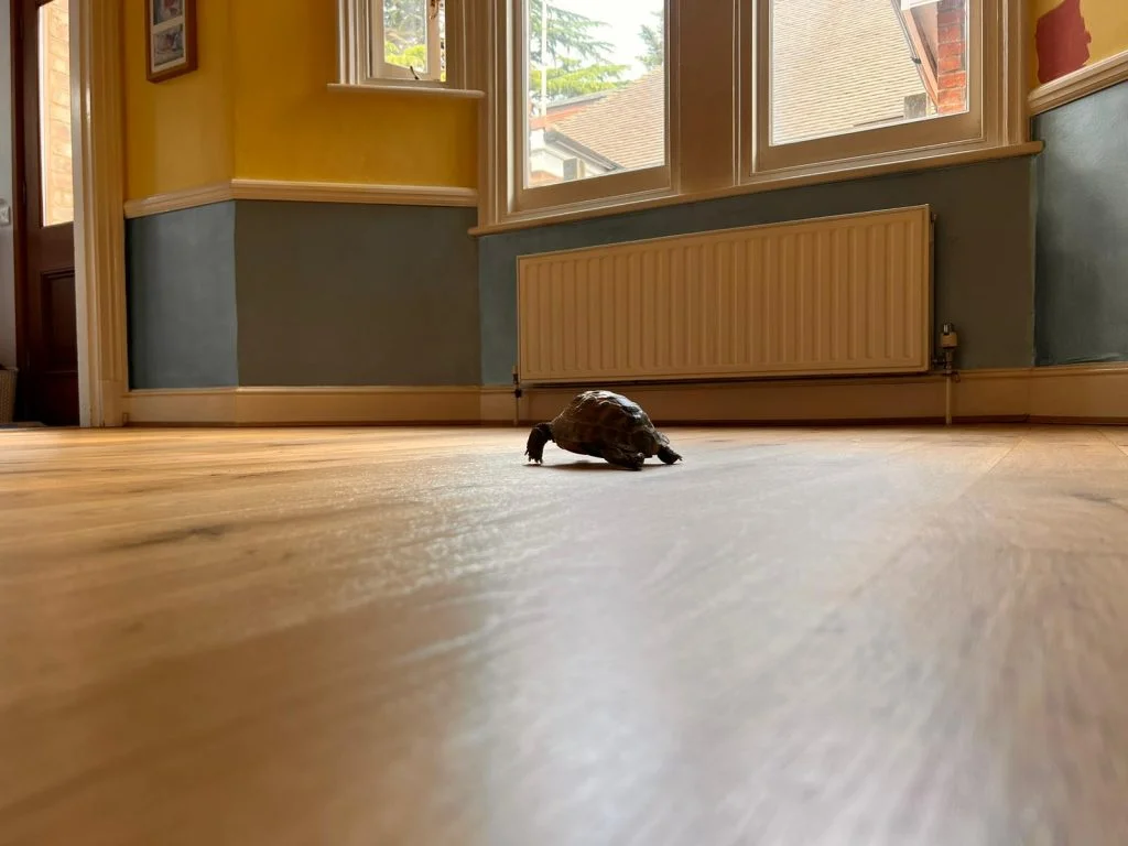 Oak floor restoration in Wanstead, London