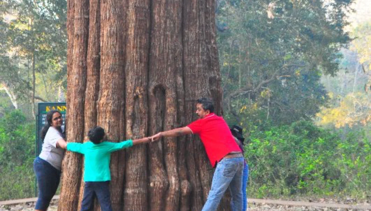 People standing around and holding hands to encircle a massive teak tree trunk in a forest, showcasing the impressive size of the tree.