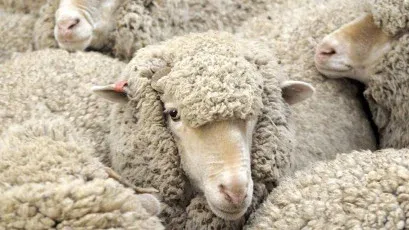 The Benefits of Wool Carpets: Natural, Durable, and Eco-Friendly Flooring Solution