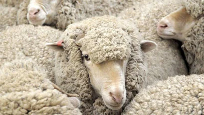 The Benefits of Wool Carpets: Natural, Durable, and Eco-Friendly Flooring Solution
