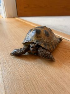 oak floor sanding and lacquering in Wanstead - Turtle inspection 1