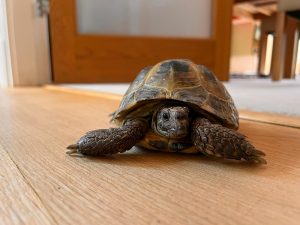 oak floor sanding and lacquering in Wanstead - Turtle inspection 1 3