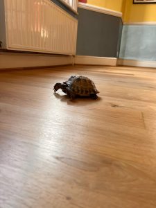 oak floor sanding and lacquering in Wanstead - Turtle inspection 1 4