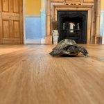oak floor sanding and lacquering in Wanstead - Turtle inspection 1 6